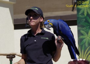 blue_macaw