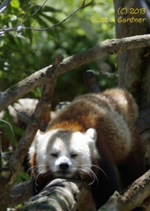 red_panda_snoozing